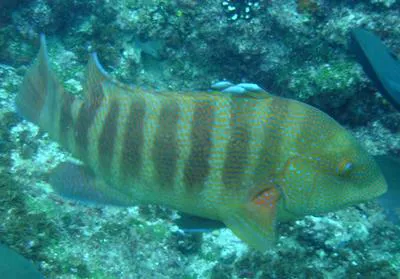 Natal wrasse (Anchichoerops natalensis)