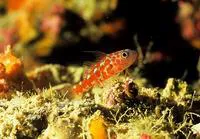 Naude's rubble goby (Trimma naudei)