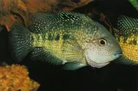 Nautla cichlid (Herichthys deppii)