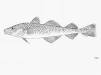 Navaga (Eleginus nawaga)