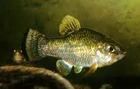 Nazas pupfish (Cyprinodon nazas)