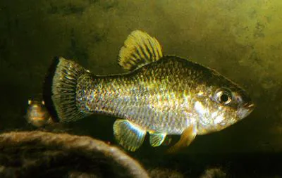Nazas pupfish (Cyprinodon nazas)