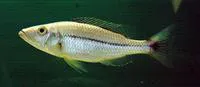Ncheni type haplochromis (Dimidiochromis dimidiatus)