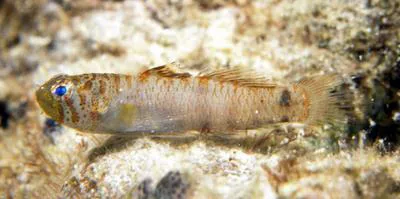 Nebulous pygmy goby (Eviota nebulosa)