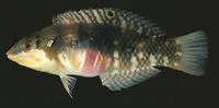 Nebulous wrasse (Halichoeres nebulosus)