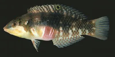Nebulous wrasse (Halichoeres nebulosus)
