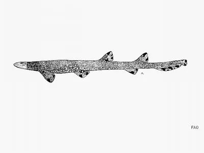 Necklace carpetshark (Parascyllium variolatum)