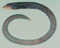 Needle-tooth moray (Uropterygius macrocephalus)