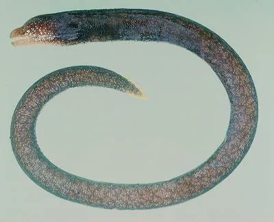 Needle-tooth moray (Uropterygius macrocephalus)