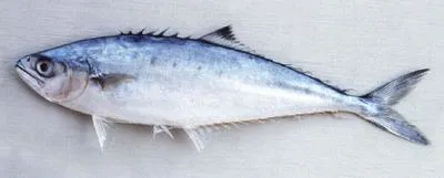 Needlescaled queenfish (Scomberoides tol)