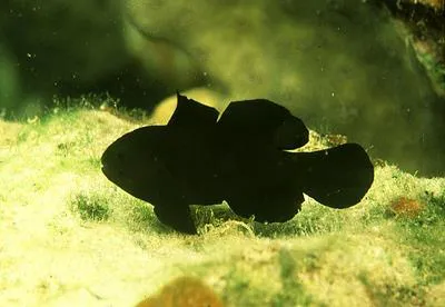 Needlespine coral goby (Gobiodon acicularis)