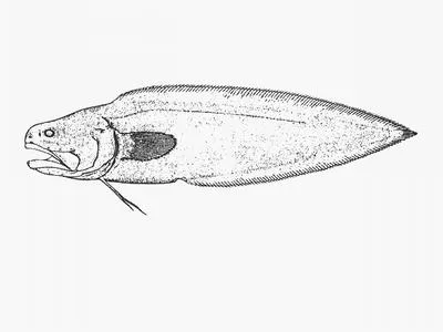 Needletooth cusk (Epetriodus freddyi)
