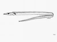 Neglected frostfish (Benthodesmus neglectus)