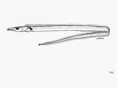 Neglected frostfish (Benthodesmus neglectus)