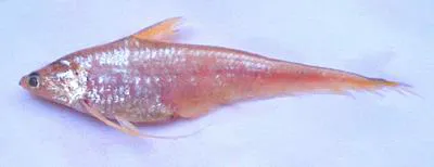 Neglected grenadier anchovy (Coilia neglecta)