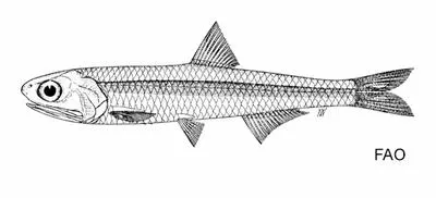 Nehu (Encrasicholina purpurea)