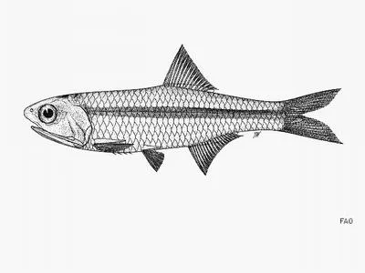 Nelson's anchovy (Stolephorus nelsoni)