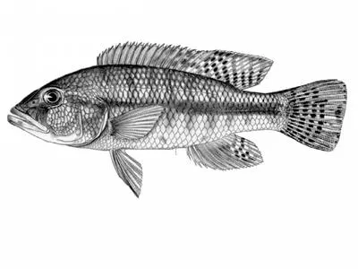 Nembwe (Serranochromis robustus jallae)