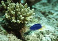 Neon damselfish (Pomacentrus coelestis)