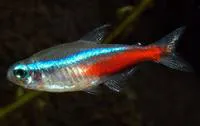 Neon tetra (Paracheirodon innesi)