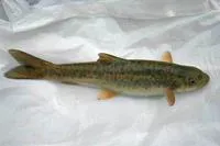 Nepalese snowtrout (Schizothorax macrophthalmus)