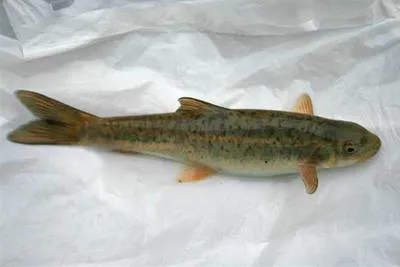 Nepalese snowtrout (Schizothorax macrophthalmus)