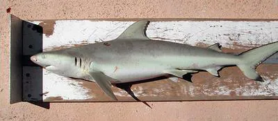 Nervous shark (Carcharhinus cautus)
