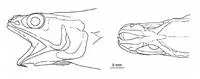 Net-throat grenadier (Spicomacrurus dictyogadus)