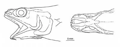 Net-throat grenadier (Spicomacrurus dictyogadus)