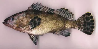Netfin grouper (Epinephelus miliaris)