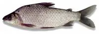 Netted prochilod (Prochilodus reticulatus)