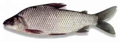 Netted prochilod (Prochilodus reticulatus)