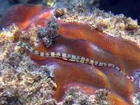 Network pipefish (Corythoichthys flavofasciatus)