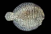 Network sole (Achirus scutum)