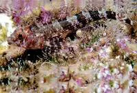 Network triplefin (Enneanectes reticulatus)