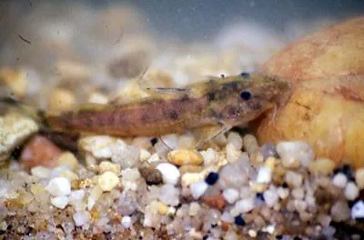 Neumann's suckermouth (Chiloglanis neumanni)
