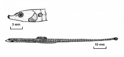 New Caledonian soft-coral pipefish (Siokunichthys striatus)