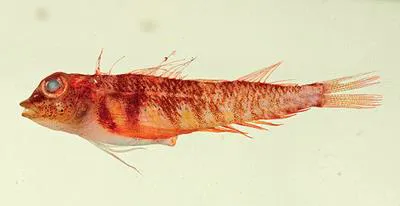 New Caledonian striped triplefin (Enneapterygius paucifasciatus)