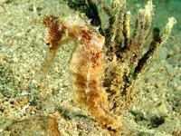 New Caledonian thorny seahorse (Hippocampus curvicuspis)