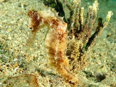New Caledonian thorny seahorse (Hippocampus curvicuspis)