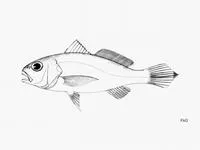 New Grenada drum (Protosciaena trewavasae)