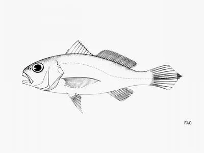 New Grenada drum (Protosciaena trewavasae)