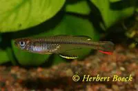 New Guinea blue-eye (Pseudomugil novaeguineae)
