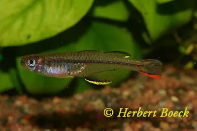 New Guinea blue-eye (Pseudomugil novaeguineae)