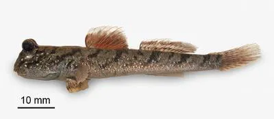 New Guinea mudskipper (Periophthalmus novaeguineaensis)