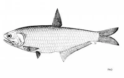 New Guinea thryssa (Thryssa scratchleyi)