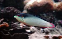 New Guinea wrasse (Anampses neoguinaicus)