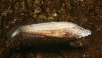 New Providence cusk-eel (Lucifuga spelaeotes)