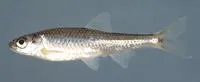 New River shiner (Notropis scabriceps)