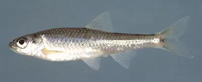 New River shiner (Notropis scabriceps)